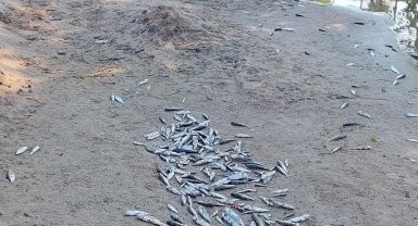 Antalya'da denize dökülen kanalda balık ölümlerine inceleme