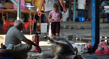 Antalya'da kurban kesim manzaraları; çocuklar da izledi