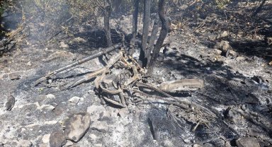 Antalya'da orman yangını