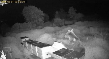 Ayının kovanları parçaladığı anlar kamerada