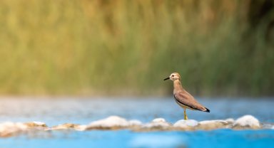 Boğaçayı'nda 220 kuş türü gözlemlendi