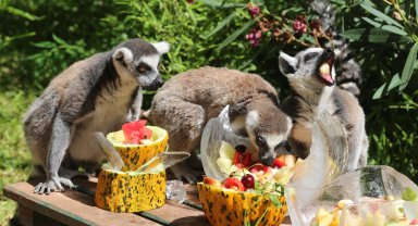 Bunaltıcı havada hayvanlara özel 'buzlu serinlik'