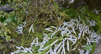 Büyükşehir'den 51 üreticiye 1250 ipek böceği beslenme tablası