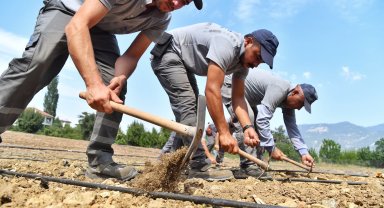 Çandır fasulyesi toprakla buluştu