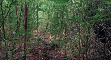 Jandarmadan uyuşturucu operasyonu