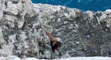 Kayalıklarda 3 gün mahsur kalan keçi kurtarıldı