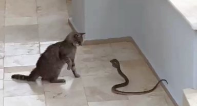 Kedi ile yılanın kavgası kamerada