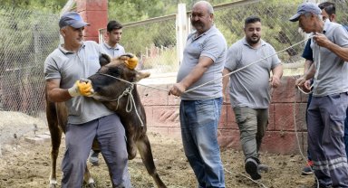 Kurban Bayramı'na özel 'hayvan yakalama ekibi' hazır