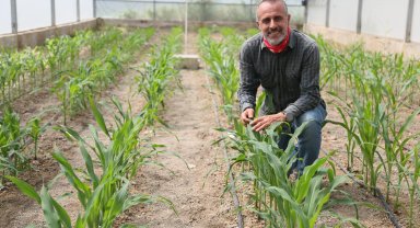 Mısırda kuraklığa dayanıklı tür ıslahında başarı