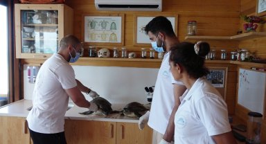 Nesli tehlikedeki 2 deniz kaplumbağası ölüsü kıyıya vurdu