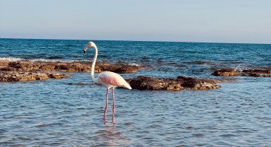 Sahildeki flamingo ilgi odağı oldu