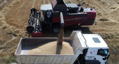 Serik Belediyesi buğday hasadına başladı