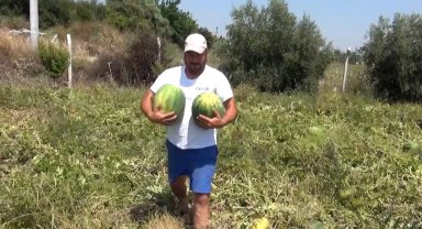 Tarladaki karpuzları vatandaşa ücretsiz dağıttı