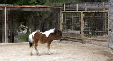 Yaşam parkında ramazanda doğan 'Şeker, bu bayram ziyaretçilerini bekliyor