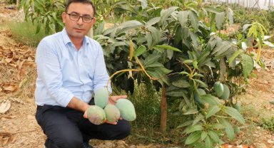 'Tüketicimiz yerli mangoyu tercih etsin'