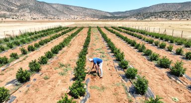 Beğiş'te tarım, arıtma suyuyla yeşerdi