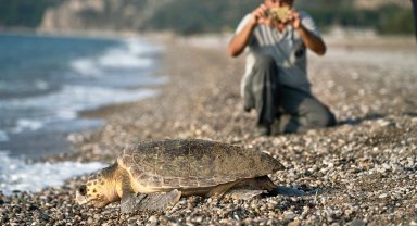 Çıralı'da işletmeler, caretta carettaları sahiplendi