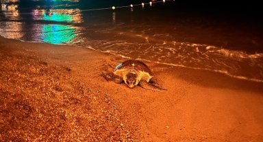 İnsanların ilgisi, yumurtlamak isteyen caretta carettayı denize geri döndürdü