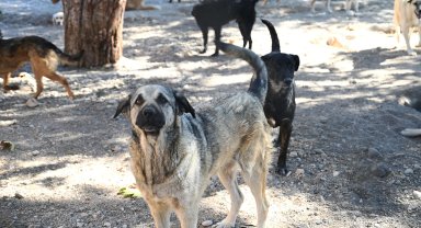 Kemer Belediyesi, can dostların yanında