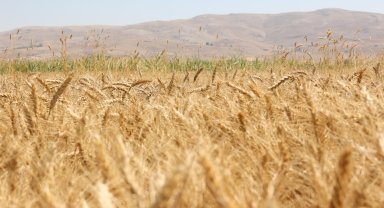 Korkuteli Yeşiloba Yaylası'nda buğday hasadı