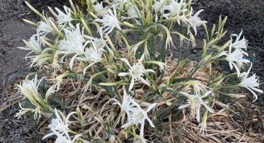 Kum zambakları çıkmaya başladı; koparmanın cezası 387 bin 141 lira