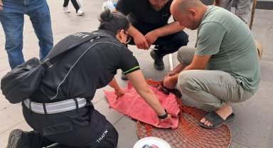 Ölen yavrusu kuyruğuna yapışan kedi kurtarıldı