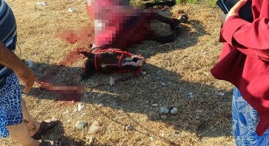 Sahildeki başıboş at yola çıkınca otomobil çarptı: 3 yaralı