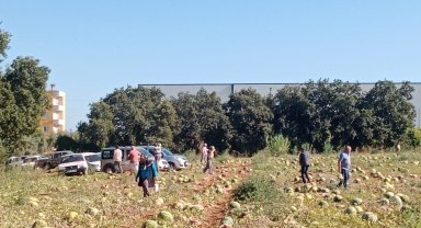 Tarladaki 120 ton karpuzunu hayrına dağıttı