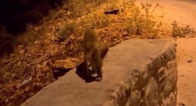 Tilki yavrularını kraker ve bisküviyle beslediler