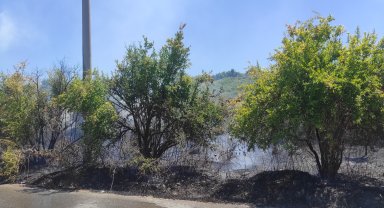 Yangında 30 nar ağacı zarar gördü