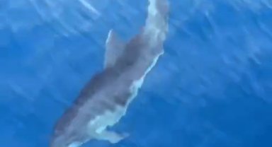 Alanya'da yunusların tekneye eşlik edişi kamerada