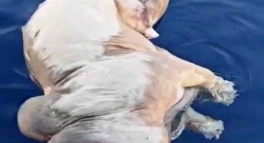 Gazipaşa açıklarında inek ölüsü bulundu