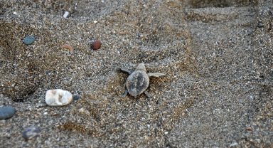 Gazipaşa'da yavru carettaların yaşam yolculuğu başladı