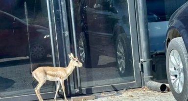 İş insanının, villasının bahçesinde beslediği yavru ceylan kaçtı