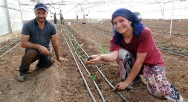 52 bin dönüm serada güz dönemi üretimi domates ekimiyle başladı