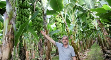 Antalya'da muz sezonu; hasat başladı