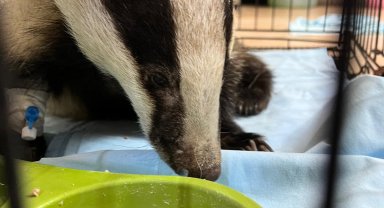 Bahçede bulunan porsuk korumaya alındı
