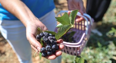Beğiş Susuzu'nda aronya ve böğürtlen hasadı bereketi