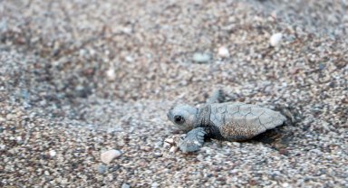 Çıralı'daki çeyrek asırlık gönüllü deniz kaplumbağası koruyucularına plaket