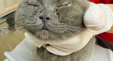 Kediye göz kapağı operasyonu