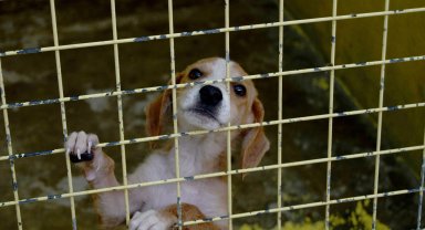 Kemer'de 173 hayvan tedavi edildi