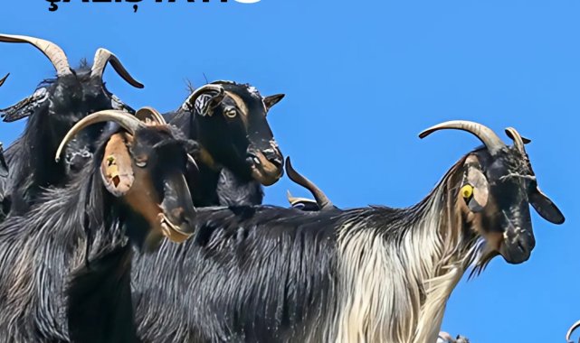Torosların has ırkı keçi, çalıştayda konuşulacak