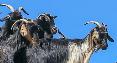 Torosların has ırkı keçi, çalıştayda konuşulacak