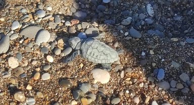 Yavru kaplumbağa yuvadan çıkıp denize ulaştı