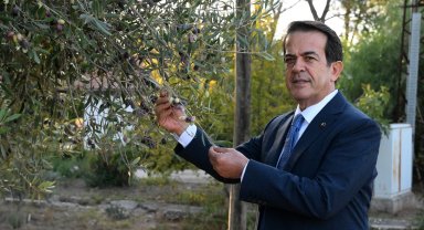 1210 ve 770 yaşındaki 2 zeytin ağacından 70 kilo mahsul bekleniyor