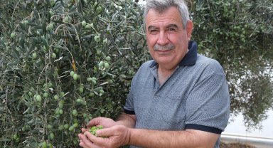 'Yok yılı' ve kuraklık zeytinde rekolte beklentisini düşürdü