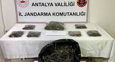 Alanya'da 800 gram esrar ele geçirildi