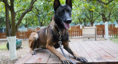 Antalya'nın ilk enkazda canlı arama sertifikalı köpeği 'Tina' oldu