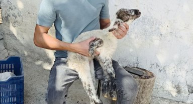 Besicinin '5 bacaklı kuzu' şaşkınlığı