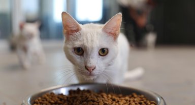 Büyükşehir patili dostları sahipsiz bırakmıyor